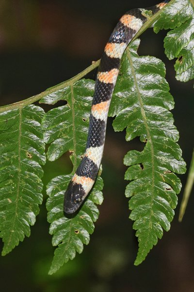 False coral snake in Atlantisch regenwoud, Brazilië